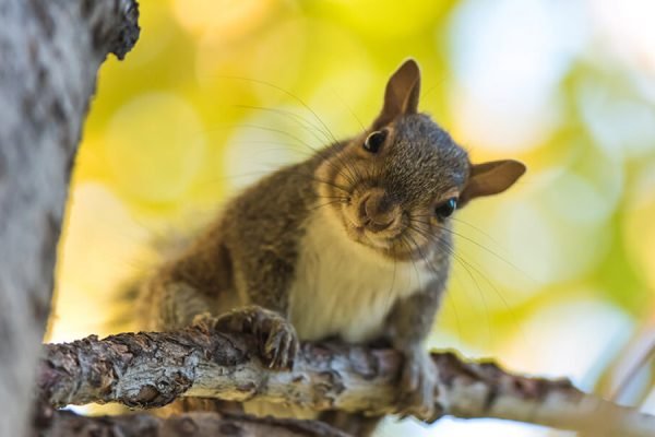 4 Ways to Protect Your Trees from Rodents and Deer