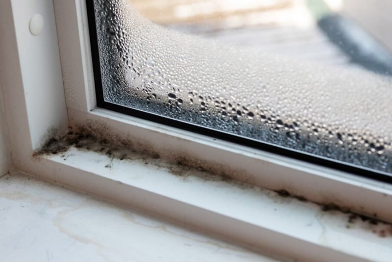 What Are Black Molds And Why They Should be Killed StellaNonna