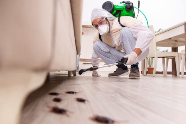 How Professional Pest Control Can Remove Termite Infestations in High-Rise Commercial Buildings