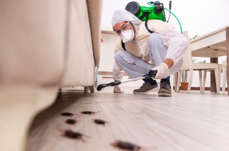 How Professional Pest Control Can Remove Termite Infestations in High-Rise Commercial Buildings