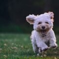 5 Important Habits to Keep Your Dog Happy and Healthy