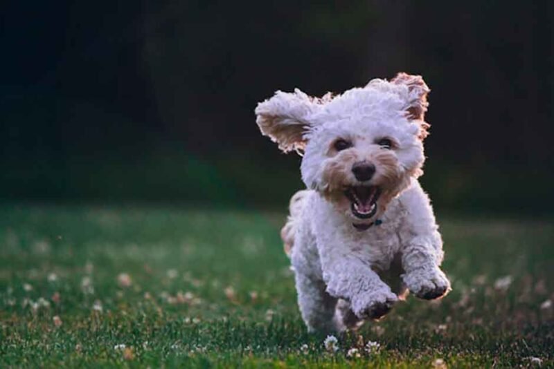 5 Important Habits to Keep Your Dog Happy and Healthy